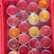 Le grainage des tomates